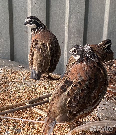 Виргинский перепел