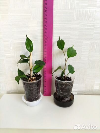 Фикус Бенджамина Даниэль