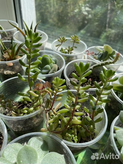 Комнатные растения