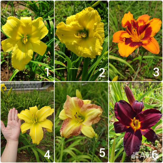 Лилейники сортовые