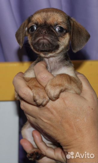 Брабансоны шоко соболь