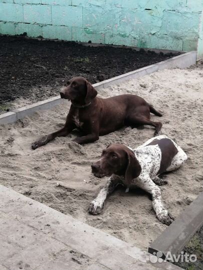 Курцхаар в добрые руки