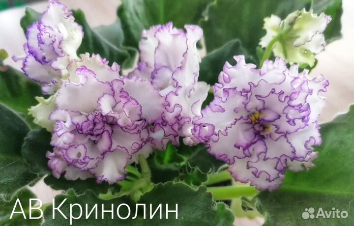 Фиалка