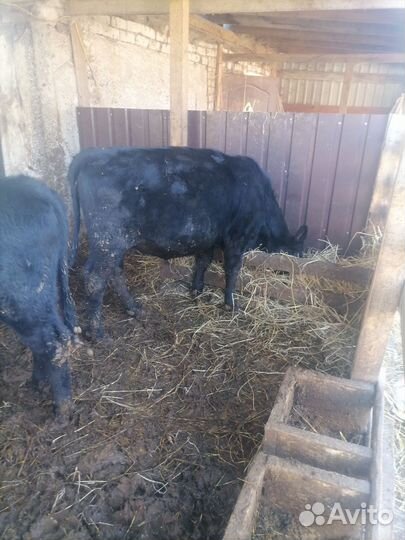 Бычок ангус
