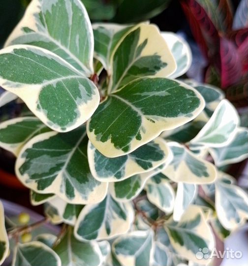 Фикусы сортовые