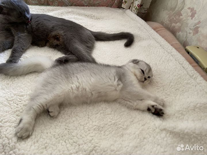 Шотландские вислоухие