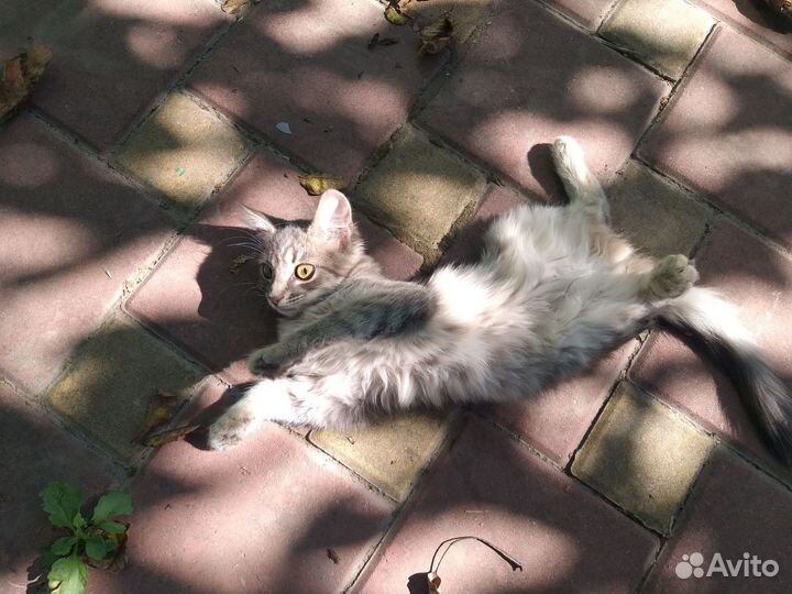 Кошечка