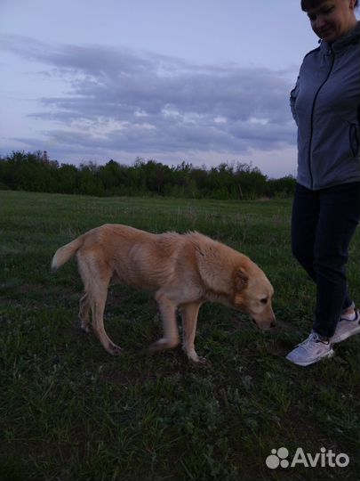 Алабай подросток в добрые руки