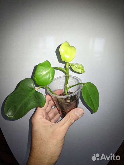 Филодендрон Виолин Голд