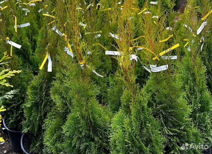 Туя смарагд в кассете оптом