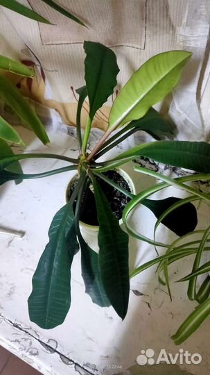 Цветок домашний Молочай