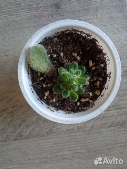 Суккуленты