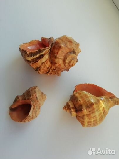 Морские ракушки бу, цена за все