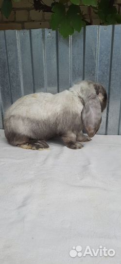 Кролик породы баран