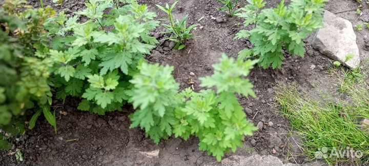 Хризантема жёлтая