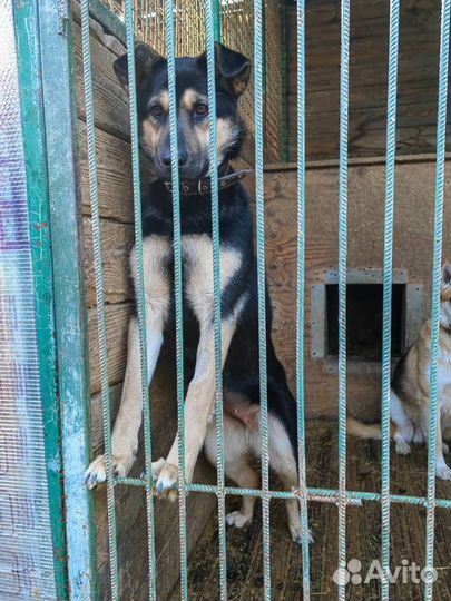 Собака в добрые руки отдам бесплатно