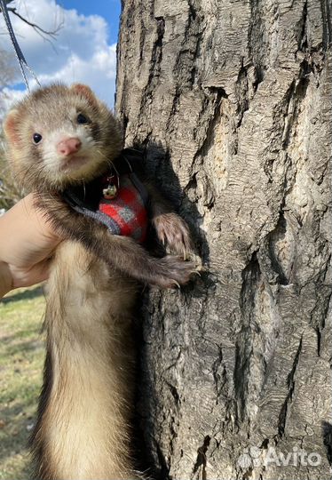 Хорек, хорьки малыши