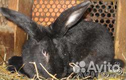 Кролики мясных пород