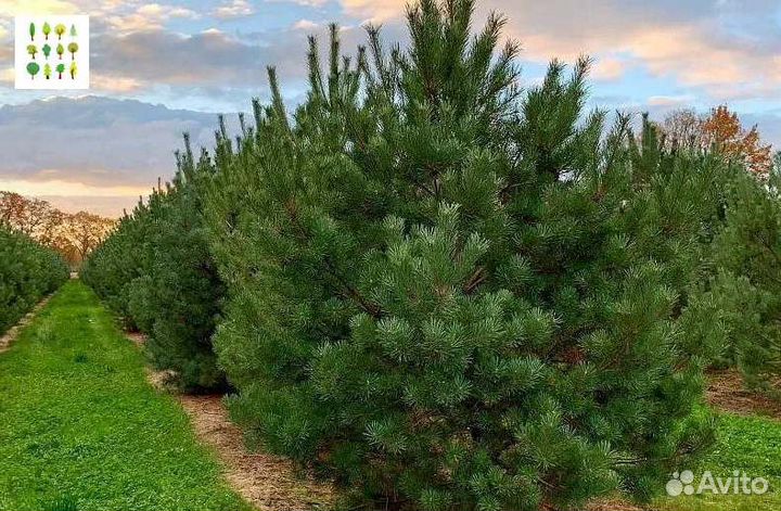 Крупномер сосны