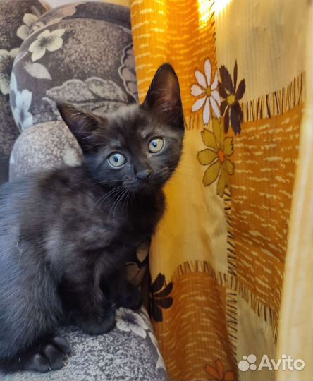 Маленькая пантера