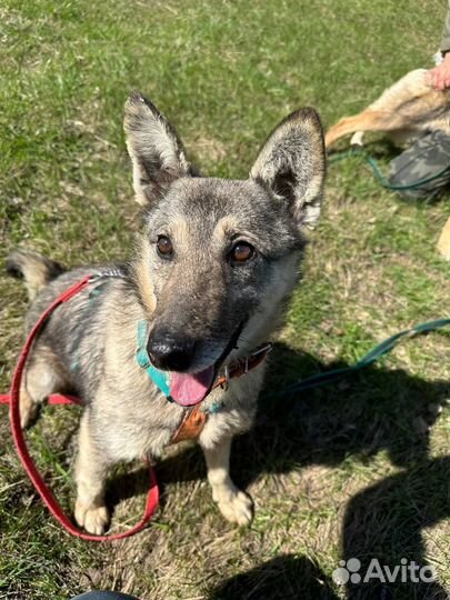 Нежный Тимка из приюта в добрые руки