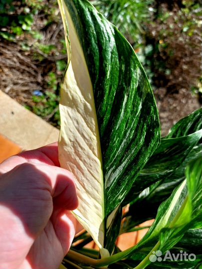 Комнатные растения цветы большие и маленькие