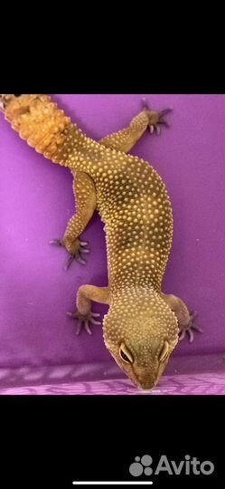 Гекон эублефар