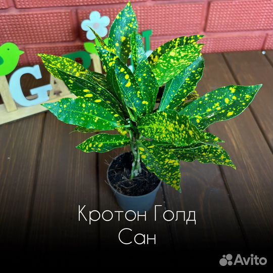 Кротон Голд Сан