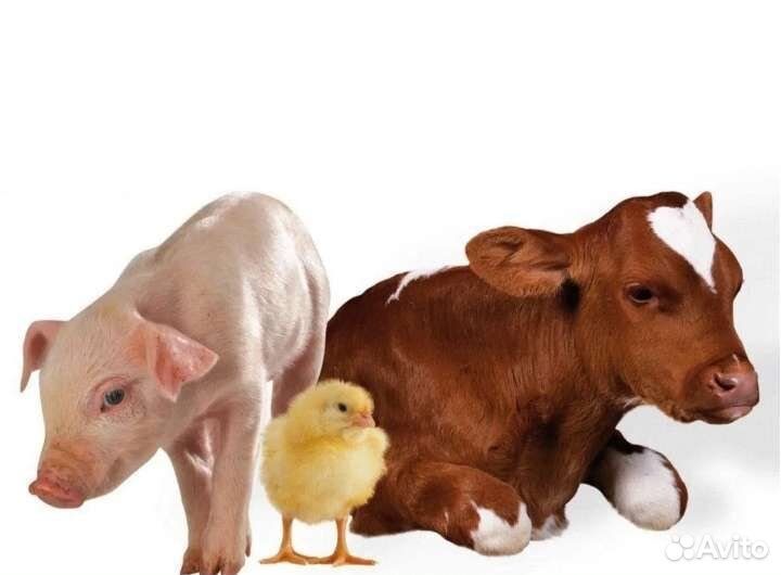 Рыбная мука