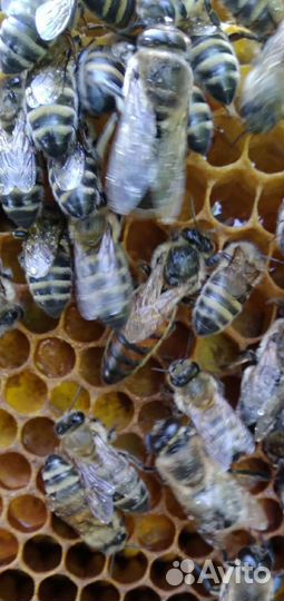 Продам пчелосемьи