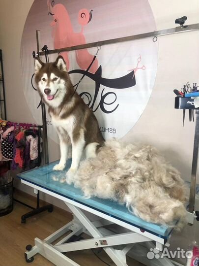 Мытье вычес (груминг) крупных пород собак