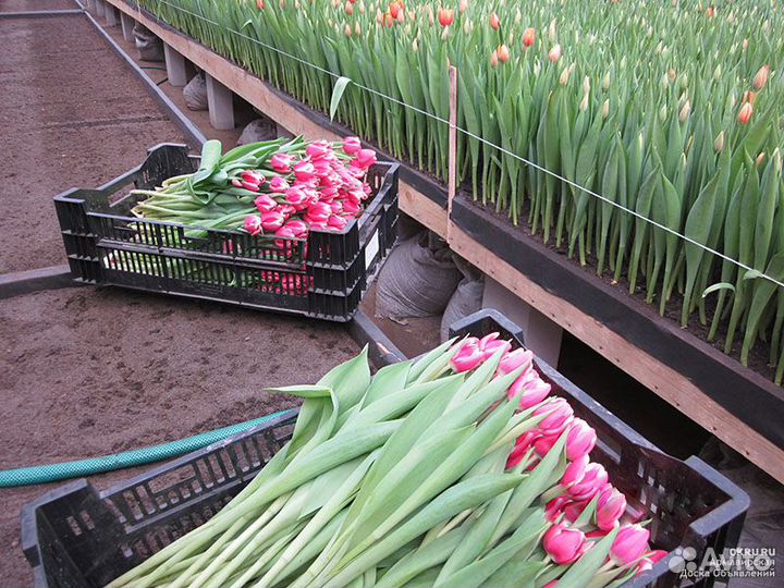 Тюльпаны к 8 марта оптом