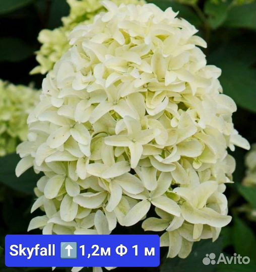 Гортензия метельчатая