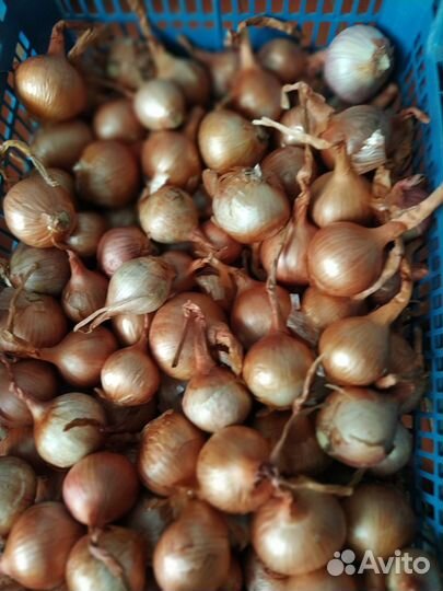 Семейный лук и чеснок