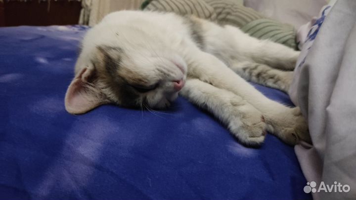 Передержка собак,выгул