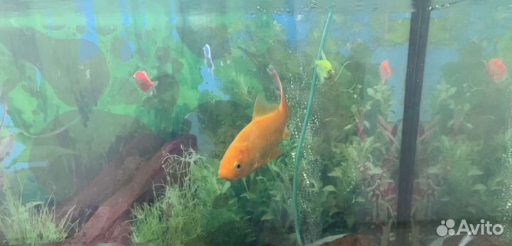 Золотая рыбка