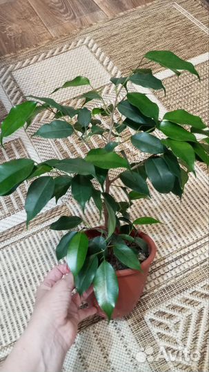 Фикус Бенджамина