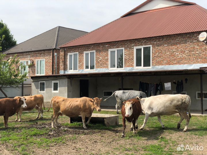 Коровы и телки