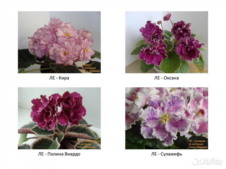 Фиалки. Продаются детки сортовых фиалок. Декабрь