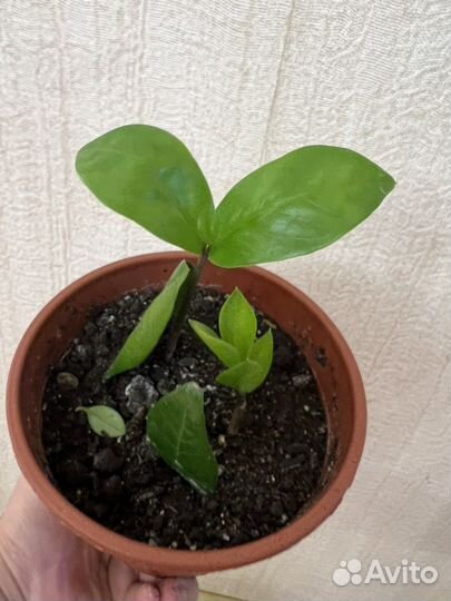 Фикусы в ассортименте