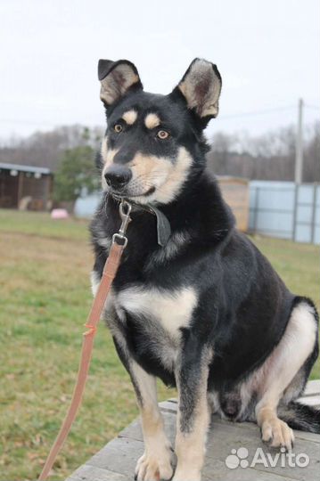 Собака в добрые руки мальчик Шанс