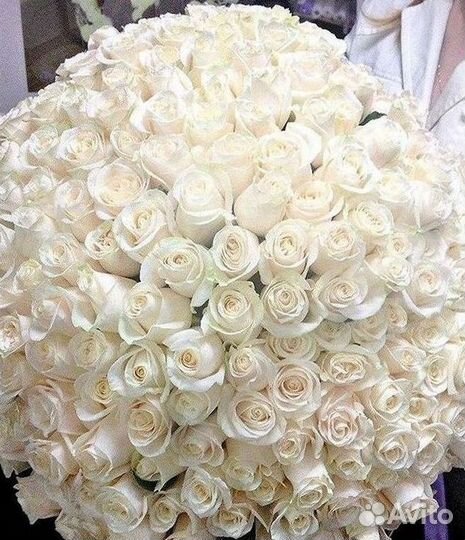 Высокие розы Гигантские розы с доставкой