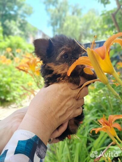 Йоркширский терьер мини