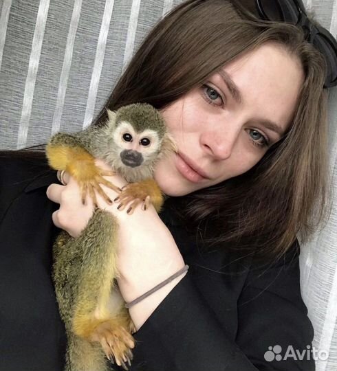 Передержка животных