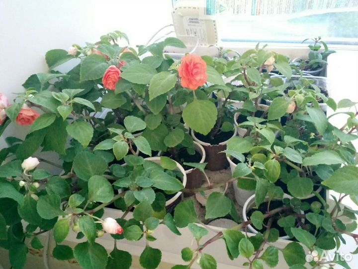 Бальзамин ванька мокрый