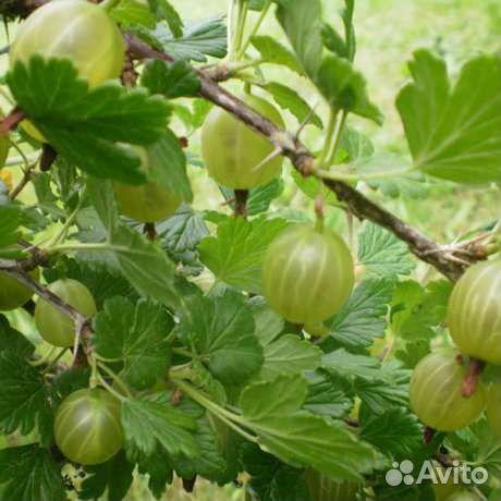 Крыжовник зелёный кусты