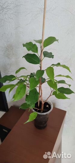 Фикус бенджамина Голден Моник