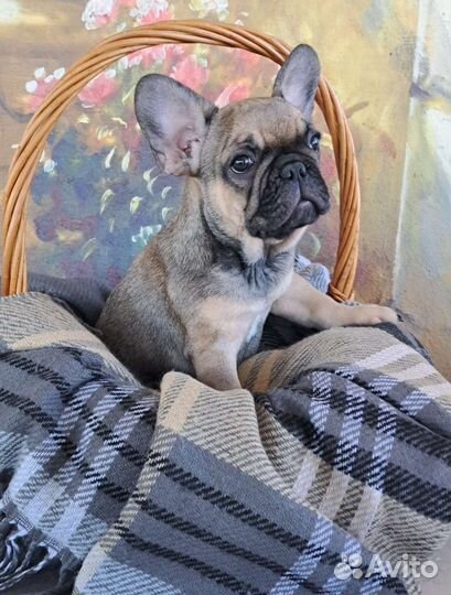 Французский бульдог девочка щенки