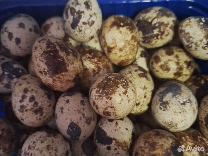 Перепелята, яйца