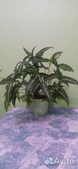 Цветы комнатные